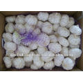 2012 5.0cm 10kg loose packing fresh pure white garlic